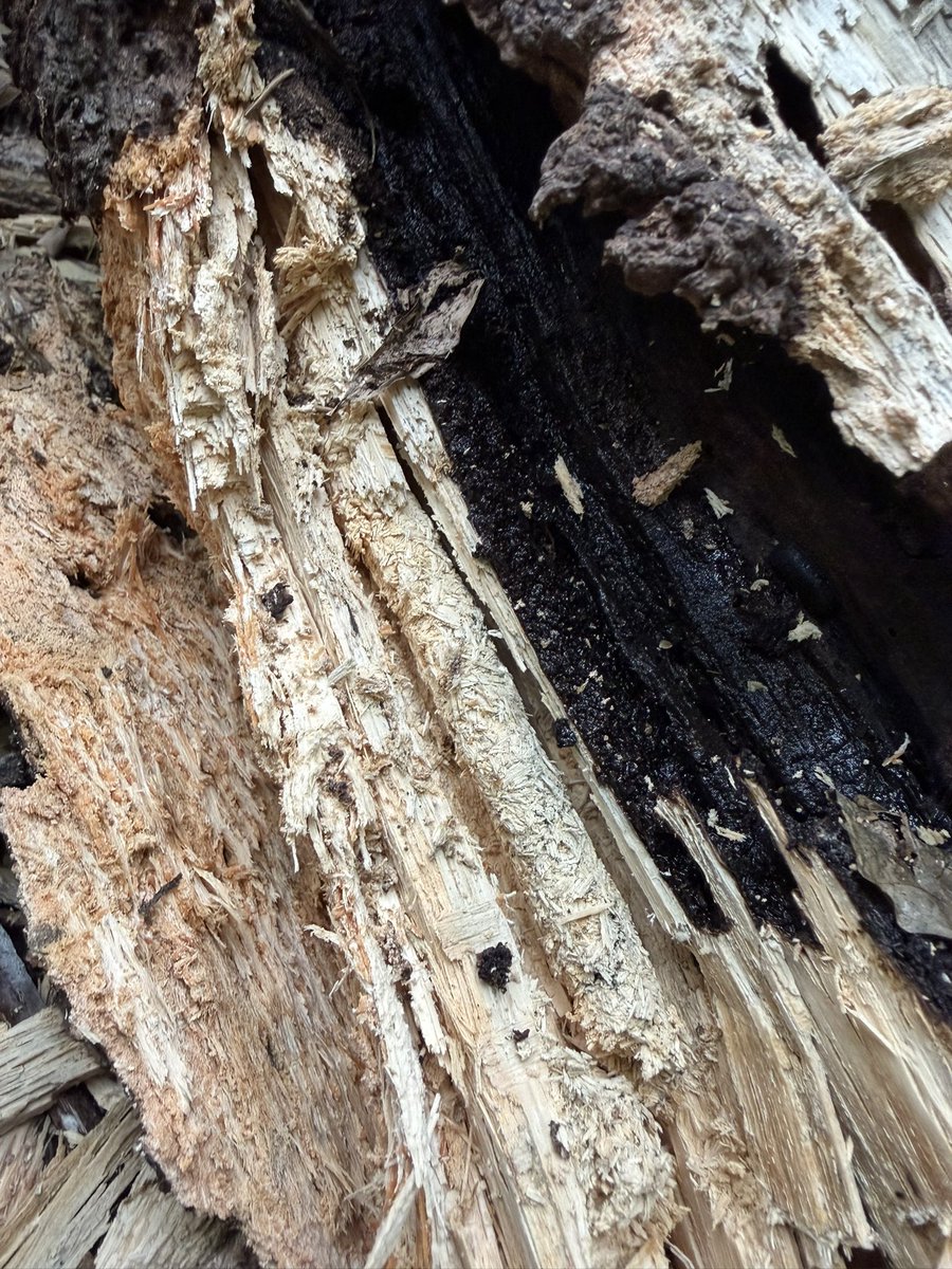 13年使用したバックパックを新調した。

Colombiaワイルドウッドはジェスタのようなカラーでとても気に入っている。

今は未採集県を歩いて探すのが楽しい。