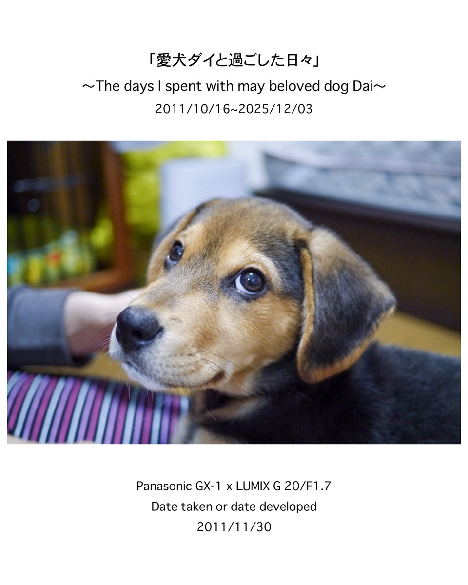 naoki_kawashima's tweet image. .

「私のフォトアルバムから」No.0004
撮影日(現像日):2011/11/30

instagram.com/p/DR_6F3njyrJ/…

上目遣いな表情が可愛い〜😍
「僕のこと、しっかり撮ってくれてます？」って、言われているような気がしてなりません😆

ーーーーーーーーーーーーーーーーーーー
〜愛犬ダイとの14年間を振り返る〜…