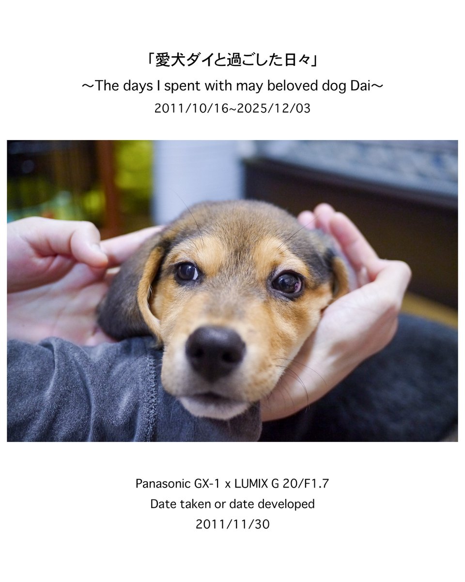 naoki_kawashima's tweet image. .

「私のフォトアルバムから」No.0004
撮影日(現像日):2011/11/30

instagram.com/p/DR_6F3njyrJ/…

上目遣いな表情が可愛い〜😍
「僕のこと、しっかり撮ってくれてます？」って、言われているような気がしてなりません😆

ーーーーーーーーーーーーーーーーーーー
〜愛犬ダイとの14年間を振り返る〜…