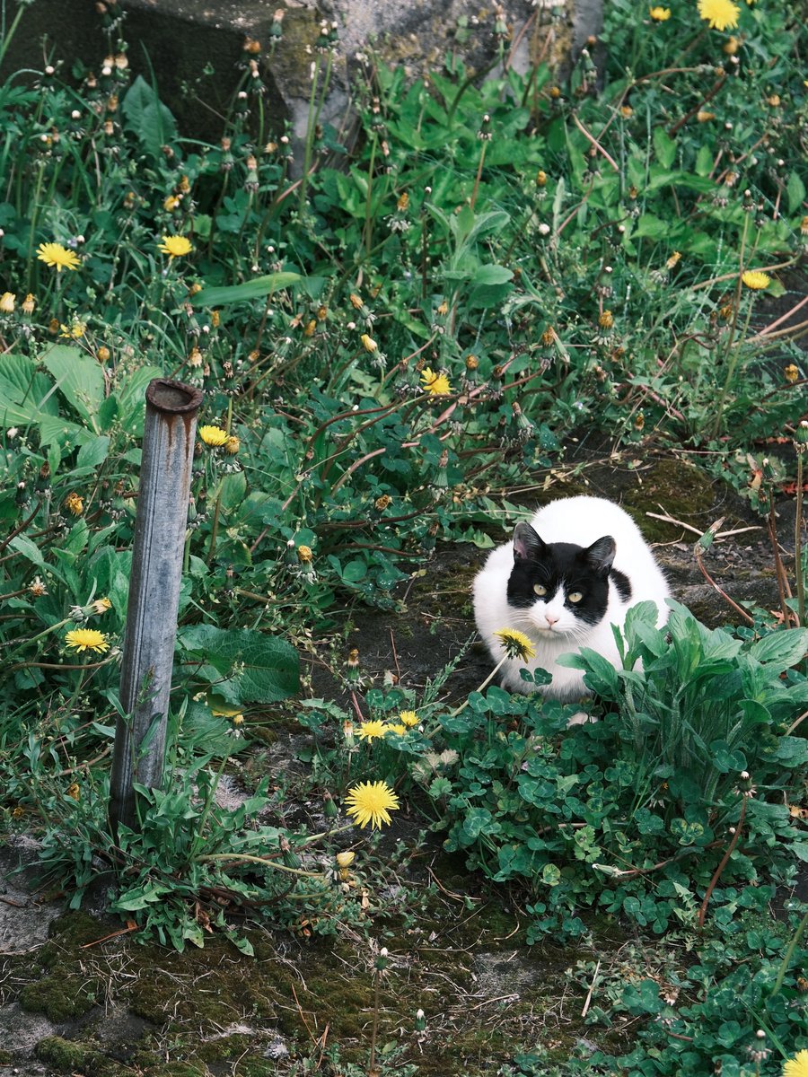 猫あるある

ないない