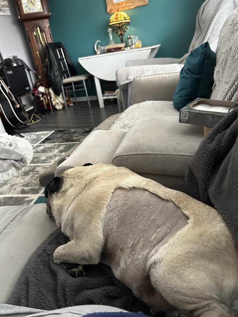 PugBrigadier's tweet image. I’m home but look at what vetty man did to me another dodgy haircut   I’m not liking my new diet no bacons or sausage or cheese no treats just poached fish and broccoli how’s a pug meant to survive. Send supplies I’m starving #pug #puglife #dogsofX #brigsyboy #StarvingErnie