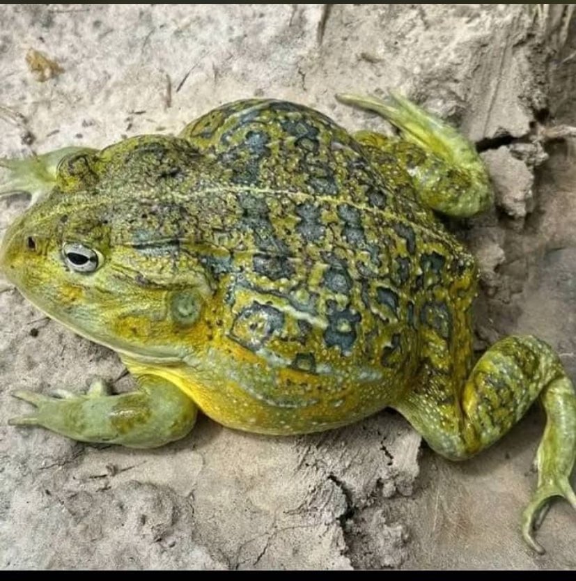 S_gideon02's tweet image. Let’s be honest. Are people who eat these mfs okay in their heads 🤢?