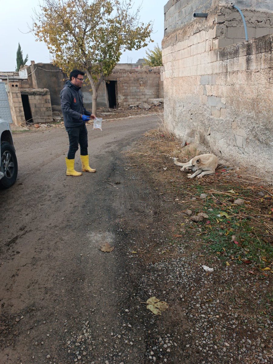 Haliliye İlçemize bağlı  Aşağıkoymat Mahallemizde  kedi köpek oral kuduz aşılaması veteriner hekimlerimiz tarafından devam ediyor. <a href="/faruk_bozova/">Faruk Çetiner</a> <a href="/ibrahimyumakli/">İbrahim Yumaklı</a> <a href="/haliliyegovtr/">Haliliye Kaymakamlığı</a> <a href="/hasansildak/">Hasan ŞILDAK</a>