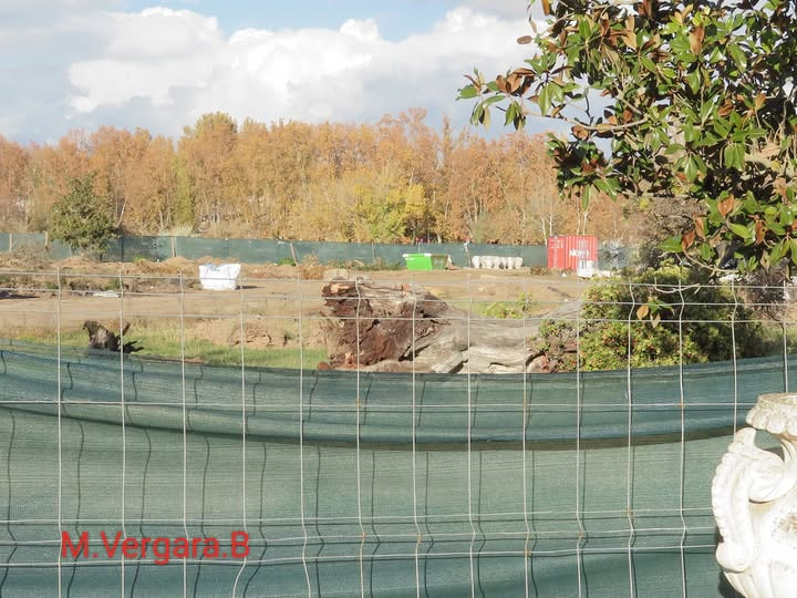 🌳“Esto” es lo que ha hecho Patrimonio Nacional con el Madroño singular del Jardín del Parterre de Aranjuez. Más de 130 años para acabar así, arrancado de cuajo y arrojado junto a los escombros.

📍Aranjuez
📸Manuel Vergara Barrios
🗨️urbanity.one/t/madrid-espac…