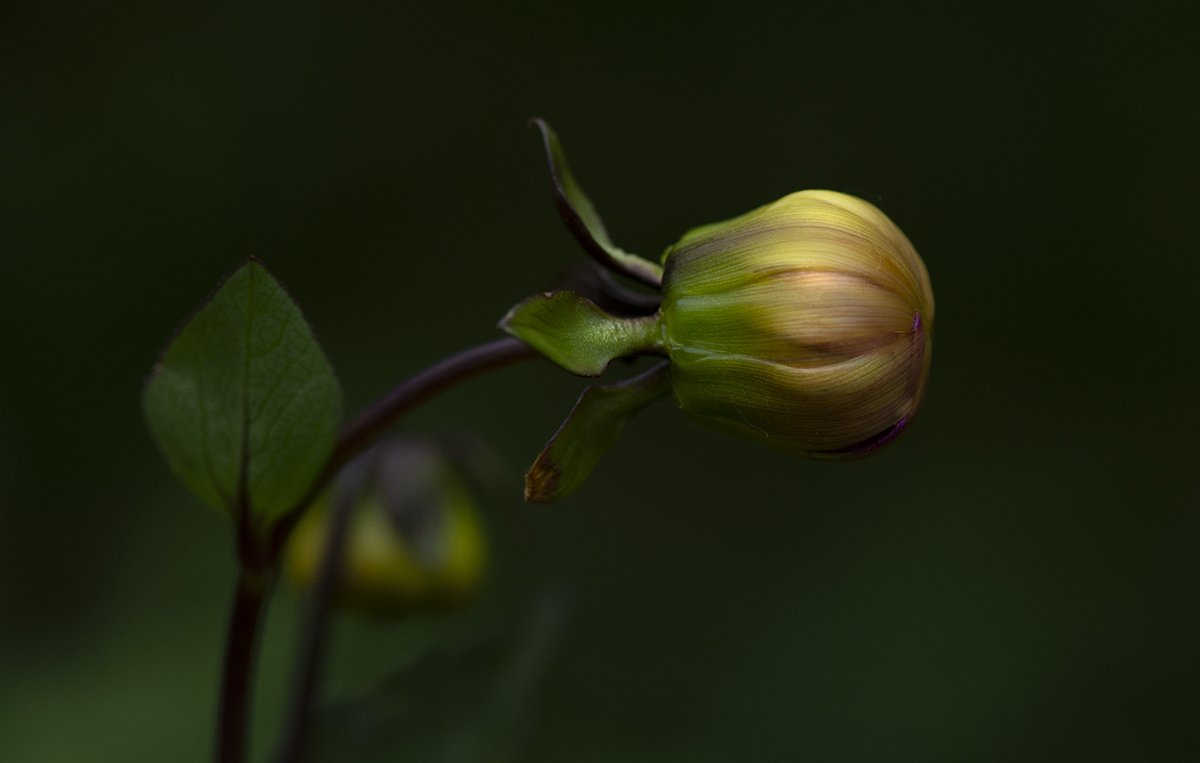 Macrophy tweet picture