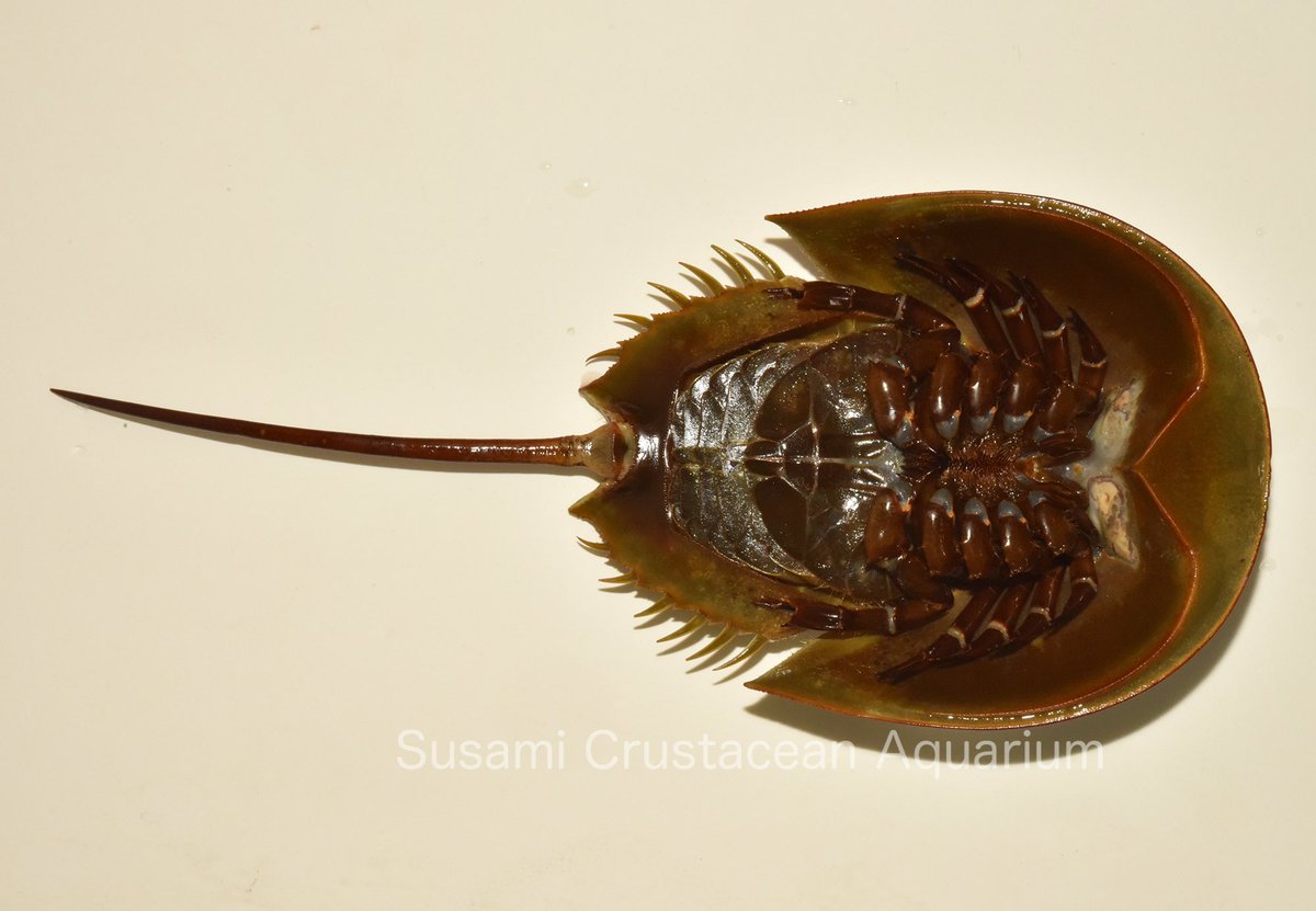 すさみ町立エビとカニの水族館 (@ebikaniaquarium) / Posts / X