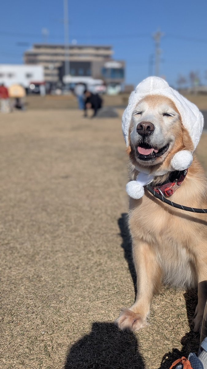 ぺい！日曜日はわんわんパレードに参加してきたよー☆ ぼくがいっぱい