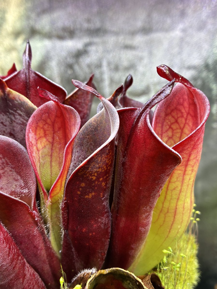 ZaKuRo@ヘリアンフォラ〜 (@zakuro_baal) / Posts / X