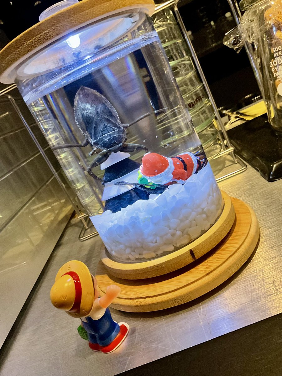 オープンしました。今日はすごく暇そうです😪
タガメは元気いっぱい❗️サンタさまが襲われた痕跡もありました🎅

今日もよろしくお願いいたします

#昆虫館バー