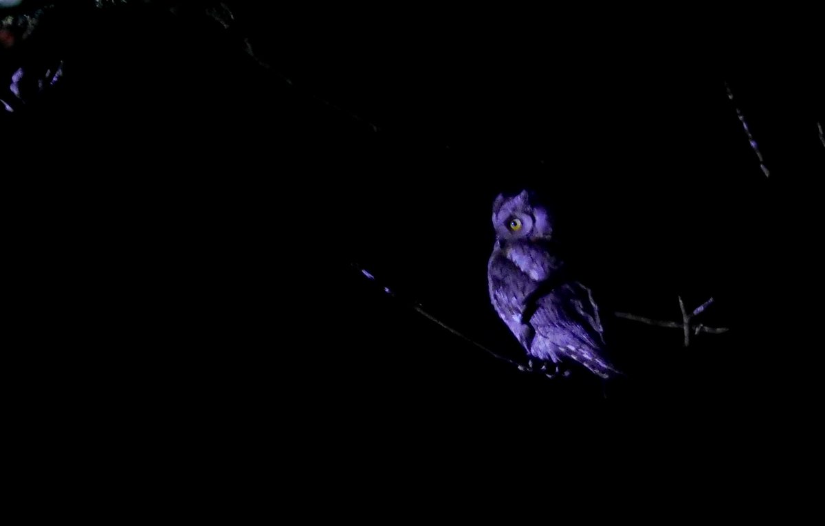 Christopher Onn tweet media