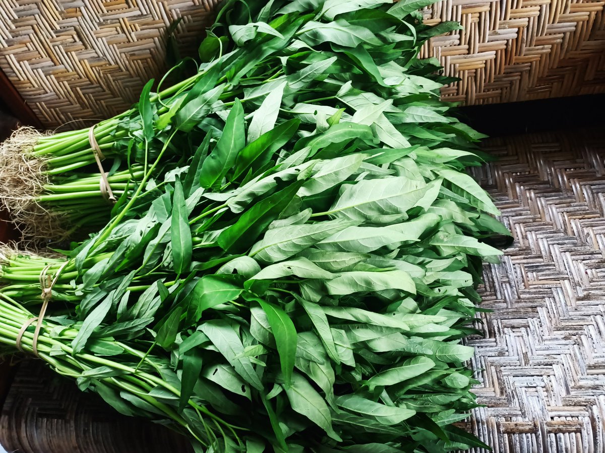 Kangkung bisa dipanen setelah 20 hari setelah tanam. Dengan pupuk organik akan lebih sehat, meskipun tampilan tidak sehijau yang diberi pupuk urea kimia.