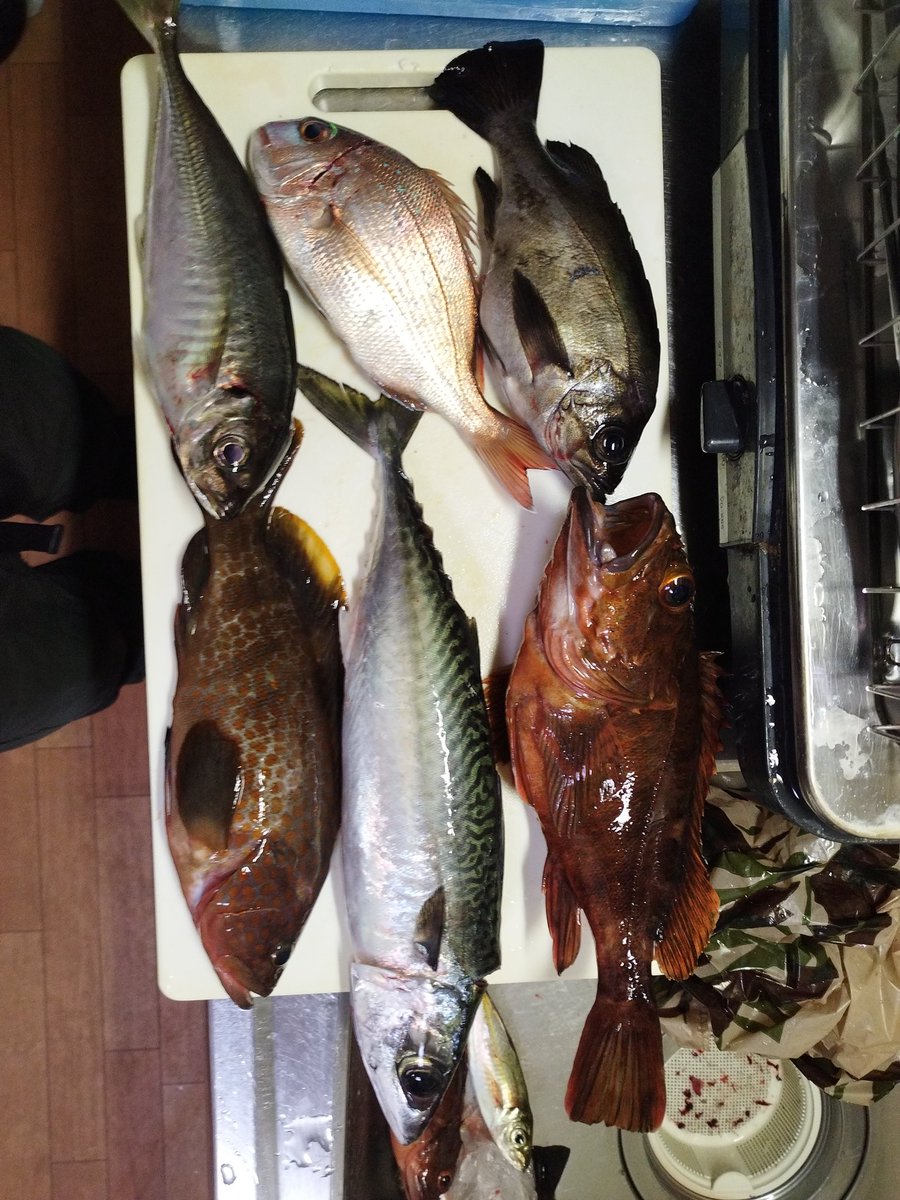 grasskobe's tweet photo. 兄と淡路島へエビ撒き釣り🎣相変わらずミニチャリコ多く、グレのみ。夕方からメバル、アコウ、ガシラ、珍しく大サバ、アジ、が釣れました!釣り人多数！#ヤフオク#淡路島釣り#メバル#ラルフ#アバクロ#グラスホッパー神戸 https://t.co/vp3Ofg148u