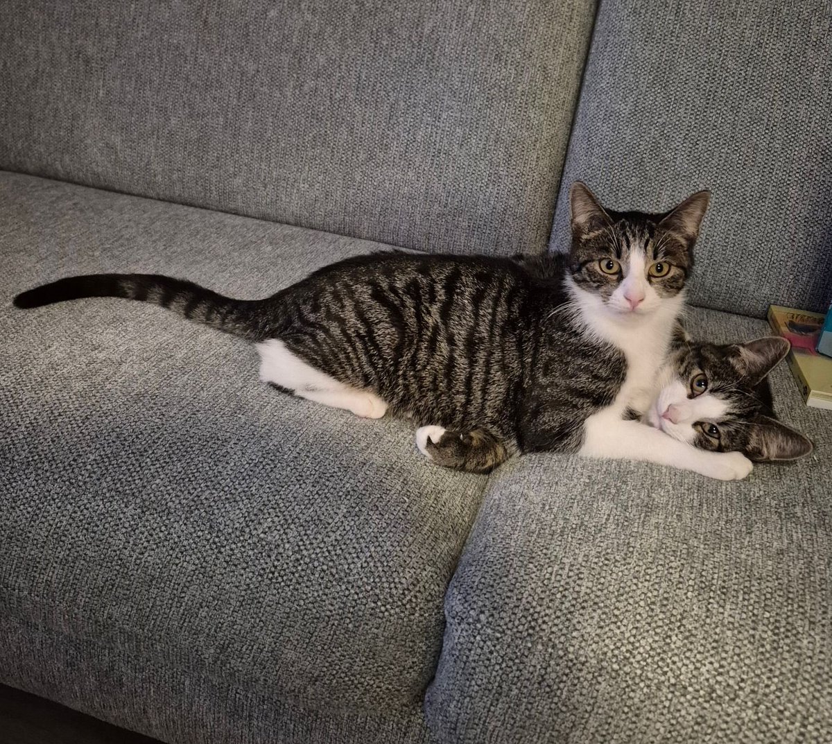JustAnitaB's tweet photo. Aan al onze kattenvriendjes… Wij hebben sinds kort twee nieuwe vriendjes in huis… Broer en zus; Milo & Beau ❤️#catfriends #kattenvriendjes #CatsOfTwitter https://t.co/tpfk8W5wlI