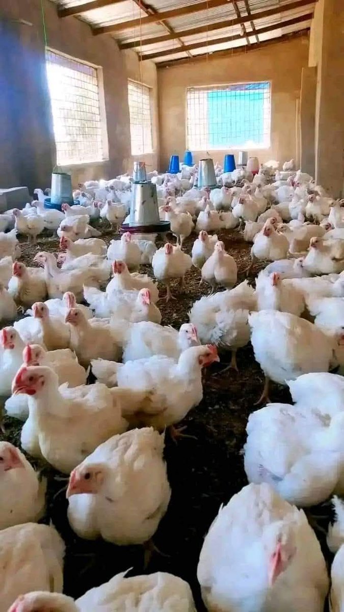 diharagirimana's tweet image. BROILERS FEED FORMULATION 

👉 STARTERS FEED 25KG.
Maize: 12kg.
Soya beans: 8.7kg.
Fish meal: 2.5kg.
Wheat Bran: 1kg.
Limestone: 375g.
Bone meal: 125g.
Vitamin and mineral premix: 125g.
Salt: 125g.

👉 GROWERS FEED 25KG.
Maize: 14kg.
Soya beans: 7kg.
Fish meal: 1.750kg.
Wheat…