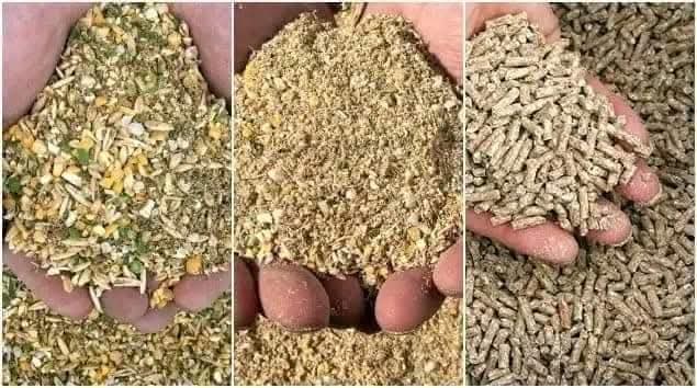 diharagirimana's tweet image. BROILERS FEED FORMULATION 

👉 STARTERS FEED 25KG.
Maize: 12kg.
Soya beans: 8.7kg.
Fish meal: 2.5kg.
Wheat Bran: 1kg.
Limestone: 375g.
Bone meal: 125g.
Vitamin and mineral premix: 125g.
Salt: 125g.

👉 GROWERS FEED 25KG.
Maize: 14kg.
Soya beans: 7kg.
Fish meal: 1.750kg.
Wheat…