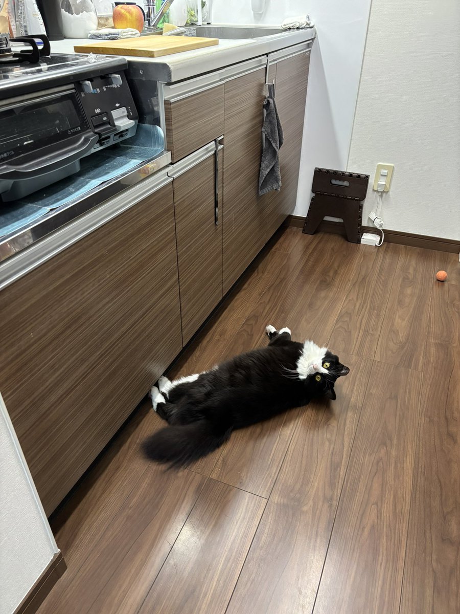 邪魔であることを理解して寝転がることあるよね