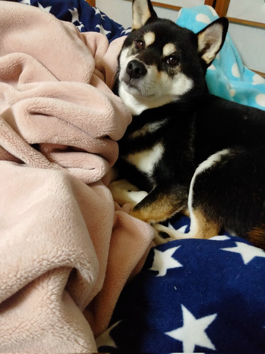 白澤まるまるさん (@U866qXx09bxmdOu) / Posts / X