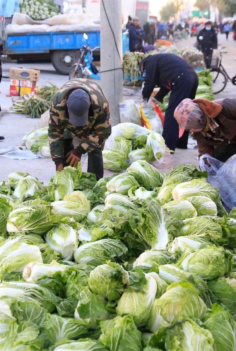 DailyBeijing's tweet image. For many residents of North #China, especially among the older generation, stocking up on Chinese #cabbage is a seasonal ritual that heralds the arrival of winter. A common sight each year is residents lining up to buy them by the hundreds of pounds. #ChineseStory