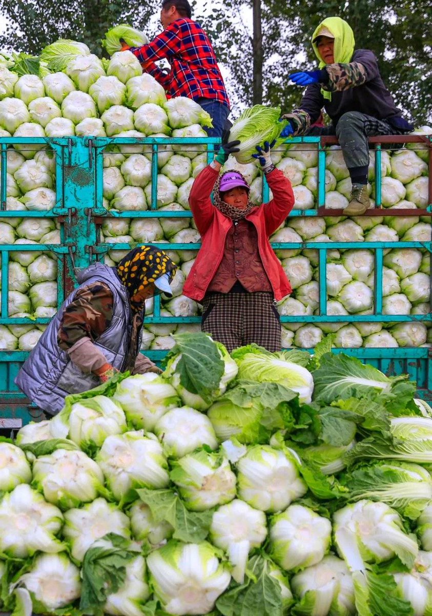 DailyBeijing's tweet image. For many residents of North #China, especially among the older generation, stocking up on Chinese #cabbage is a seasonal ritual that heralds the arrival of winter. A common sight each year is residents lining up to buy them by the hundreds of pounds. #ChineseStory
