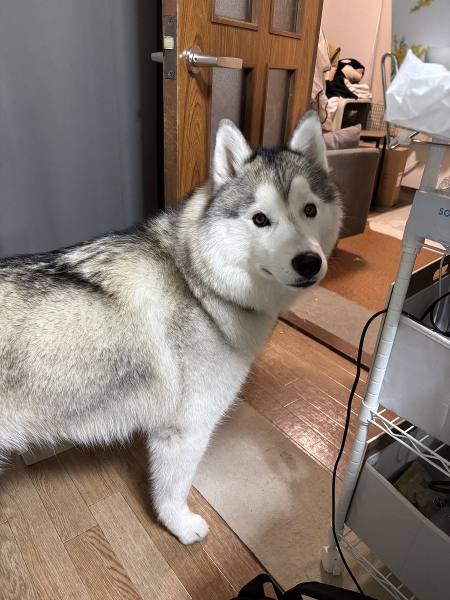 ガブちゃん (@rn2312412) / Posts / X