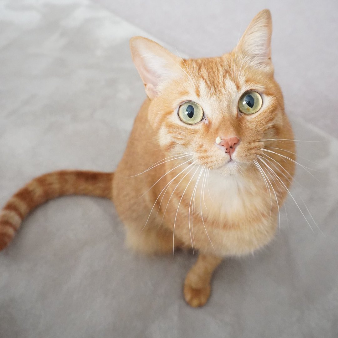 にゃんちゅー (@Nyanchu_1011) / Posts / X