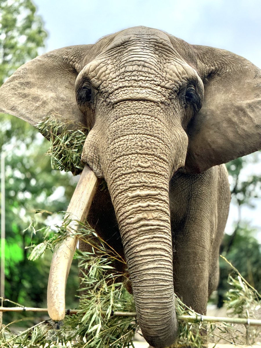 フシギソウ ZF83 | 83MM DLC Burr & Stepless Espresso Grinder - YouTube