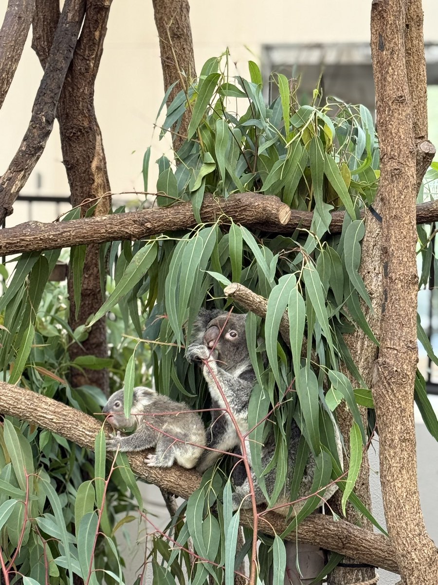 可愛すぎる🤦‍♀️