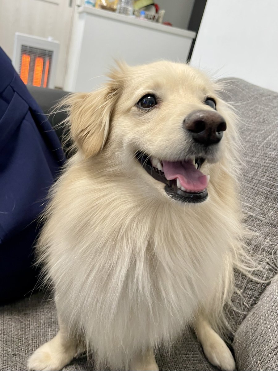 ポメックスのとろろくん (@monaka_0507) / Posts / X