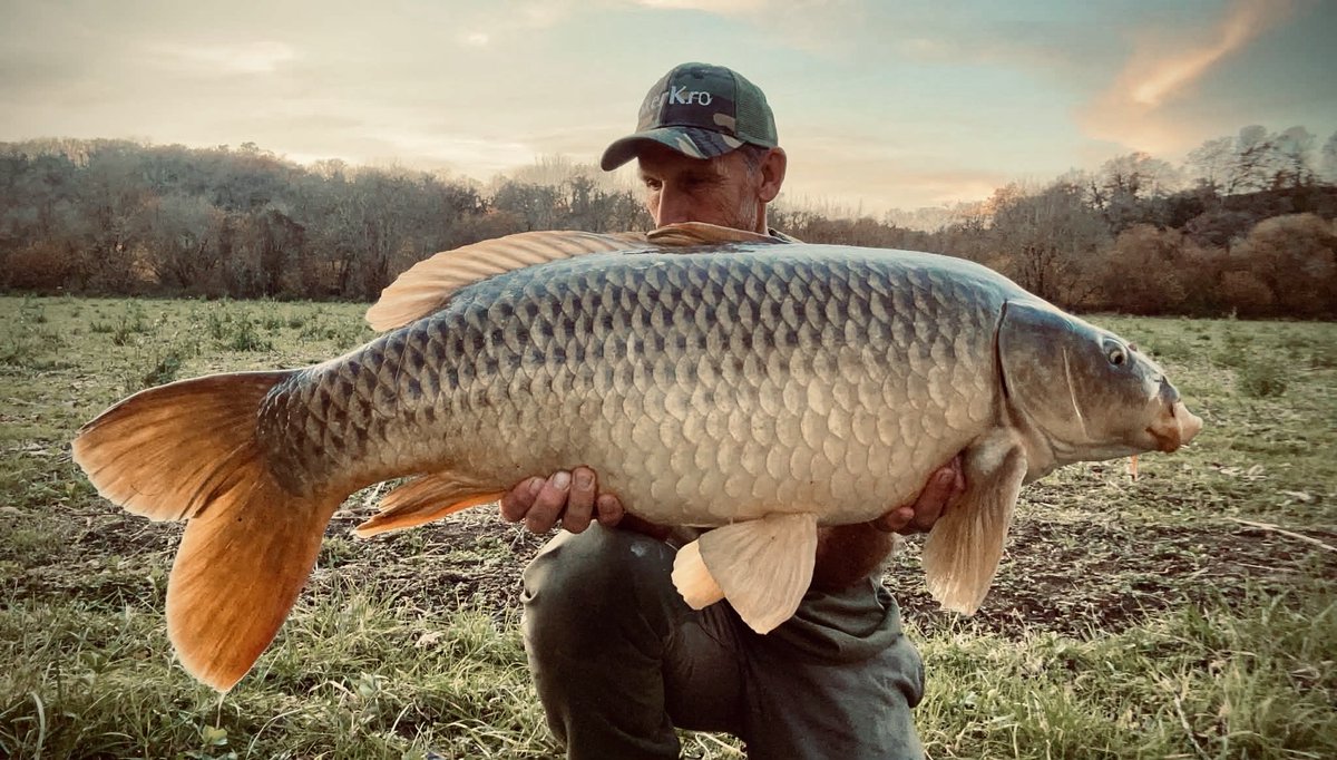 Just as I was packing away the rod hooped round…🥳🥳 39lb of river gold 💛💛
Built for the river…🐝🐝
#bigladinfrance 
#bigcarpculture 
#lovelytimes