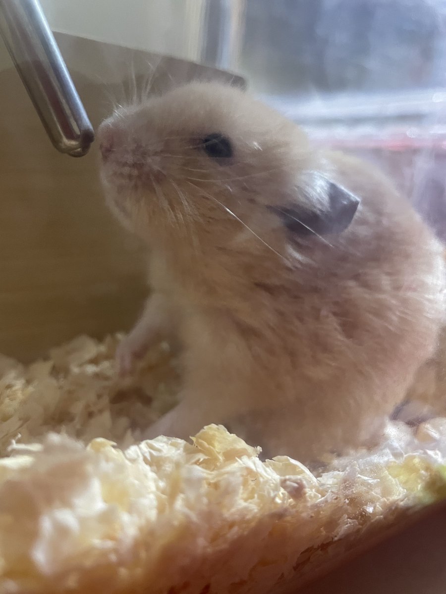 くるみ (@kurumi_openvip) / Posts / X