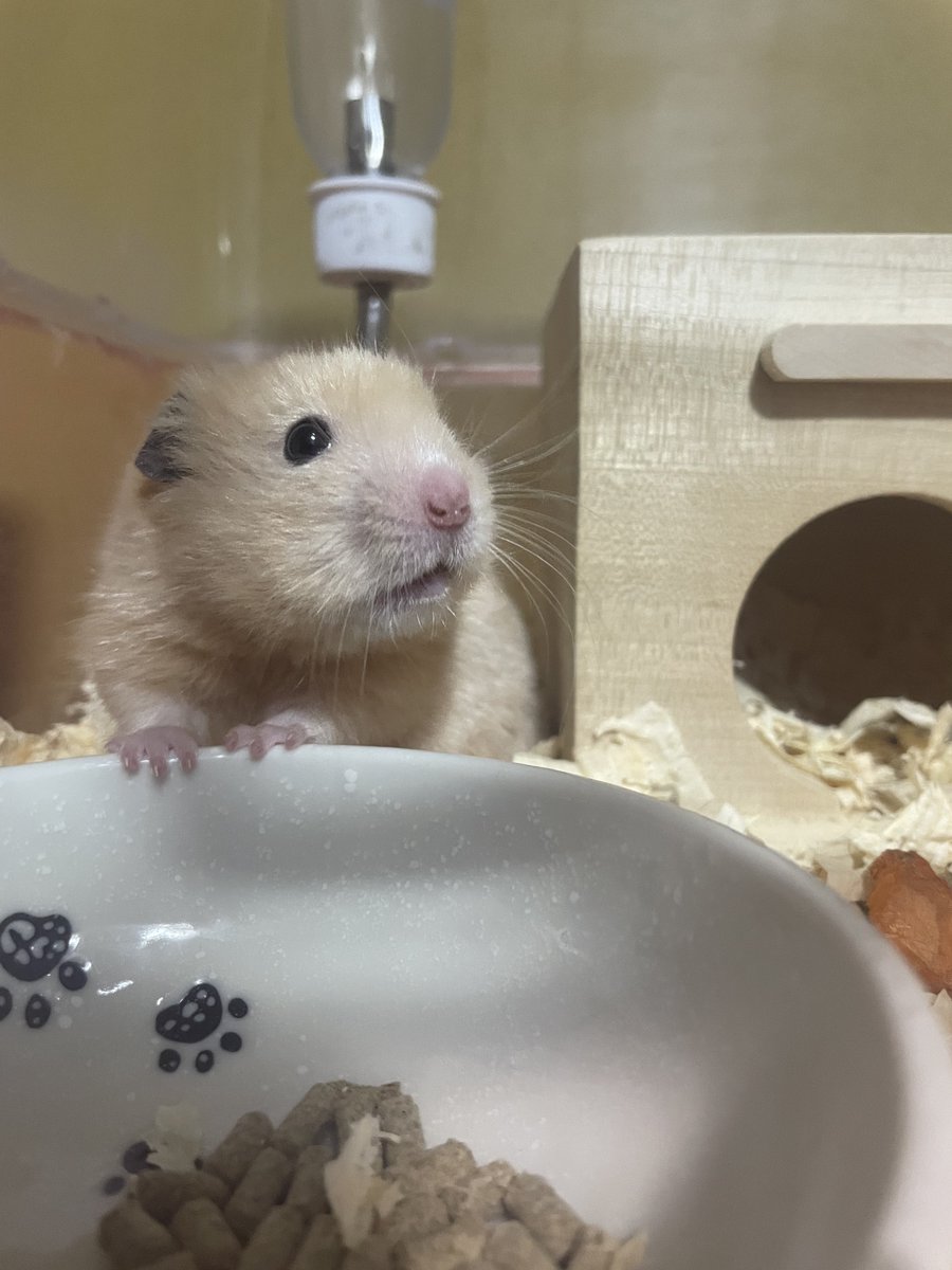 くるみ (@kurumi_openvip) / Posts / X