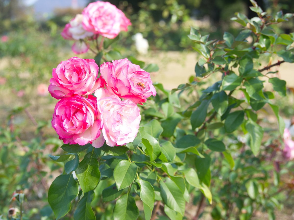 ひろりん♪ (@hirorin4649) / Posts / X