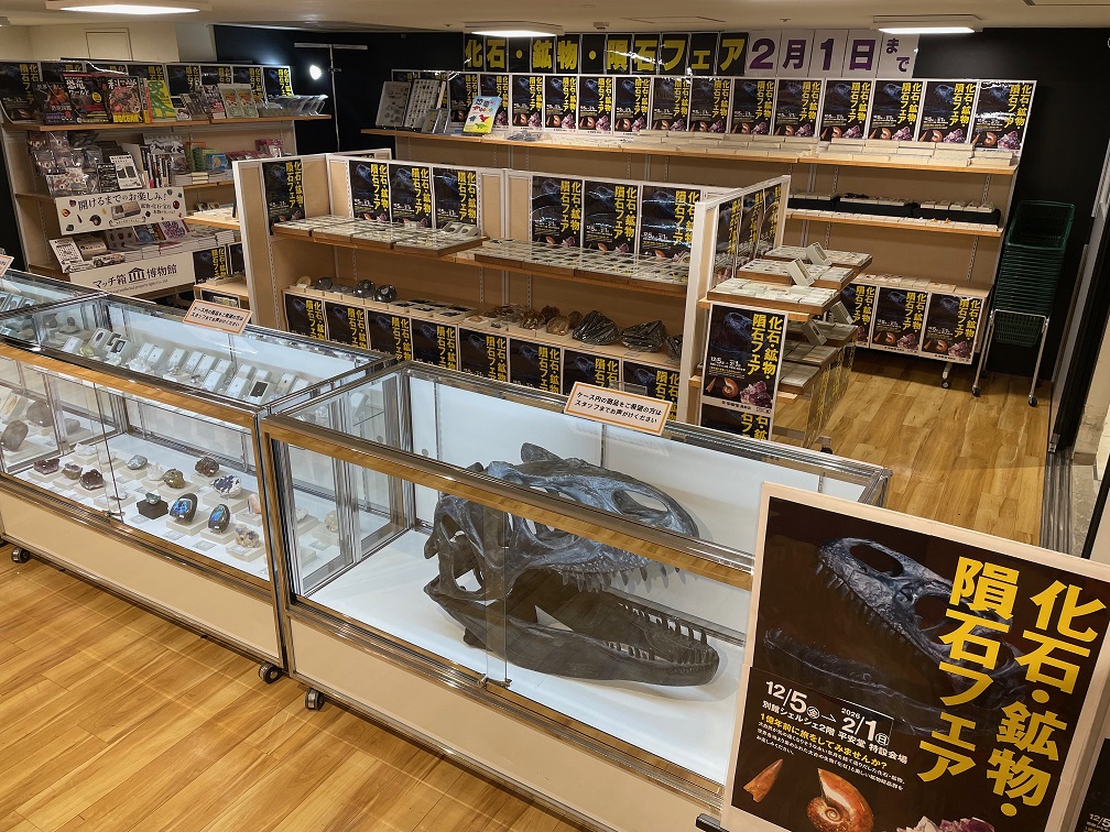 平安堂長野店にて「化石・鉱物・隕石フェア」が開催中です！ながの東急