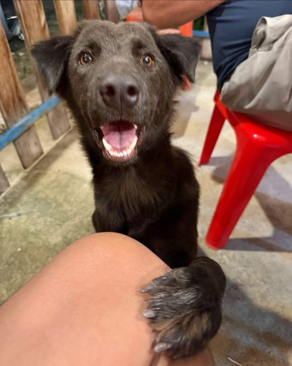 แนะนำสมาชิกใหม่ อย่างเป็นทางการ 
ชื่อจริง ลักกี้ คนเรียกไอ้กี้ 
เก็บมาจากวัด นิสัยชอบสกิดขาขอกับแกล้ม
ถ้าวันไหนไม่มีวง กี้จะเหงา วันไหนมีวงจะแฮ้ปปี้ 🤣 #hippo #PygmyHippo #ขาหมูแอนด์เดอะแก๊ง #หมูเด้งเด้งกี่โมง #Moodeng #พี่ขาหมู #สวนสัตว์เปิดเขาเขียว