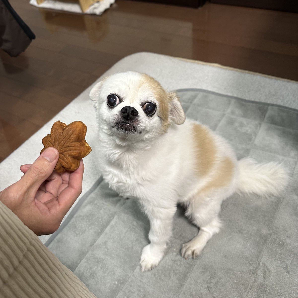 おとーさんがお土産でくれた🍁