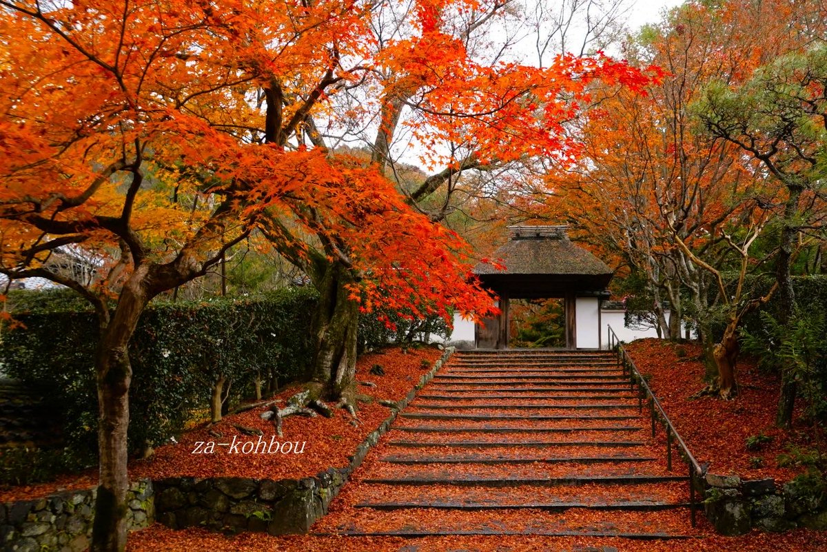 12/8安楽寺山門。雨が降ったのでいい写真が撮れました。
写真提供森脩様。
この秋もありがとうございました。