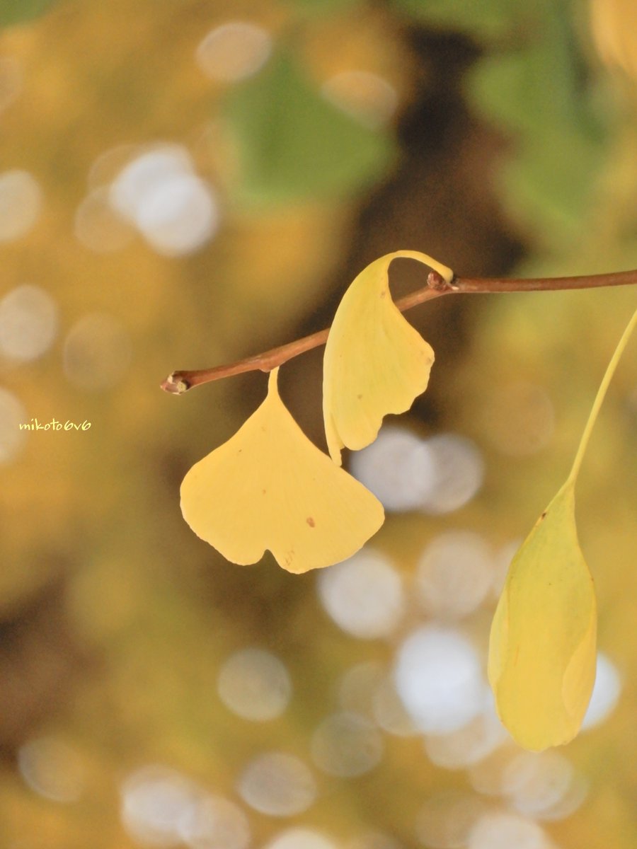 まーさま ご相談ページ（持てるよくまさんセミオーダー） ☆パター