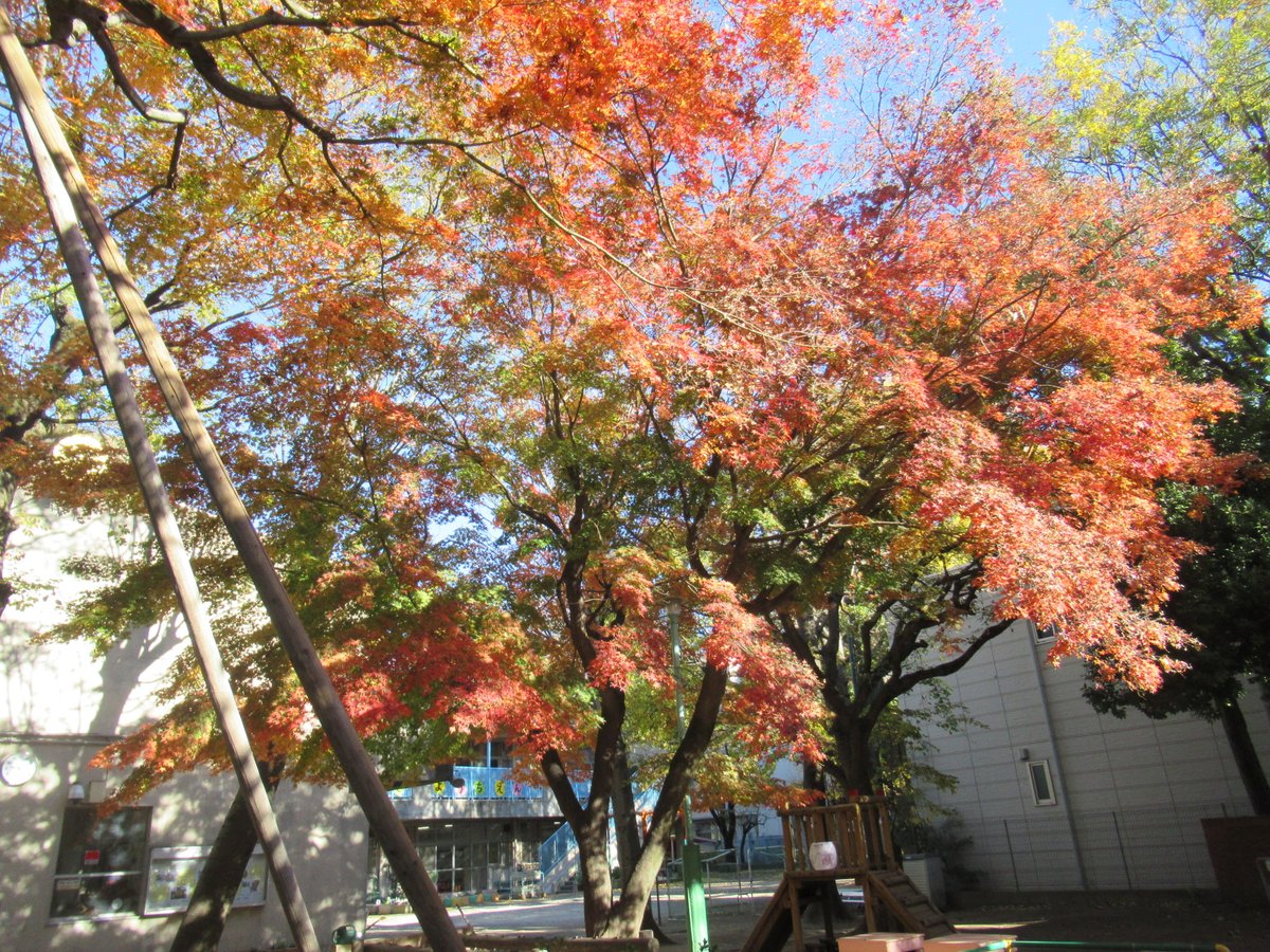bun_k_sendagi's tweet photo. １２月の青空たんぽぽ広場は、１０日（水）１２日（金）の１０時～１１時３０分に実施します。
イチョウは、だいぶ葉を落としましたが、鮮やかに色付くモミジはまだご覧いただけます。
「そうだ、千駄木幼稚園にいこう」
古都に負けない景色とWelcomeの気持ちでお待ちしております。 https://t.co/te1P8zP14G
