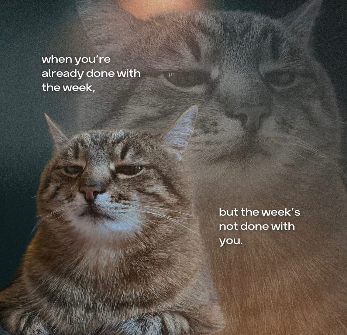RespectfulMemes's tweet photo. https://t.co/2Jca7q2eMd