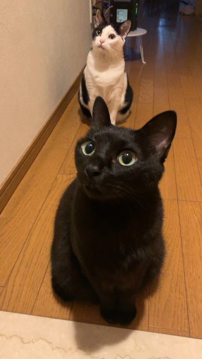 みなと🐾 (@port73) / Posts / X