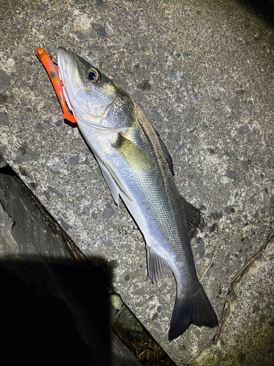 ⭐️とまとです また逢う日まで/尾崎紀世彦】【桜前線/テツandトモ】本気で歌ってみた