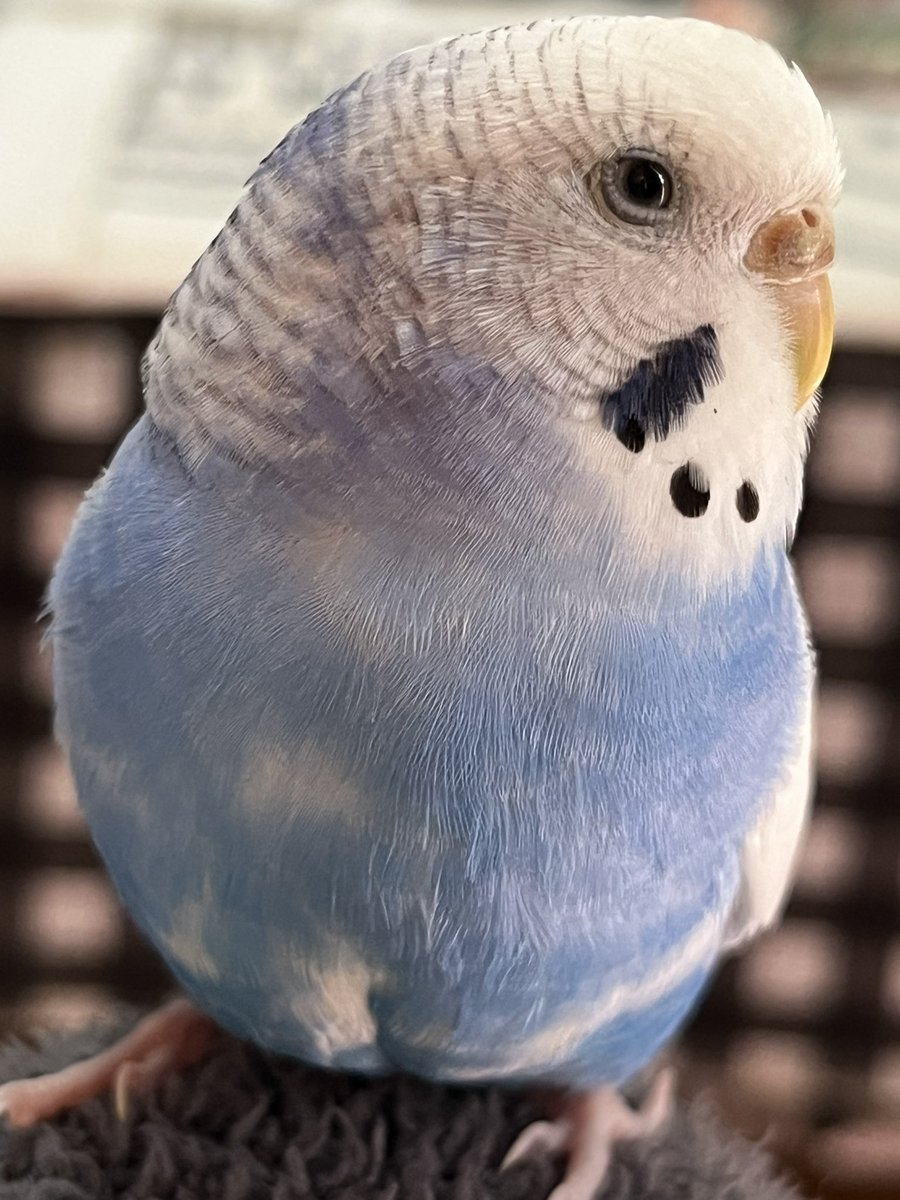 なにこのかわいいこ