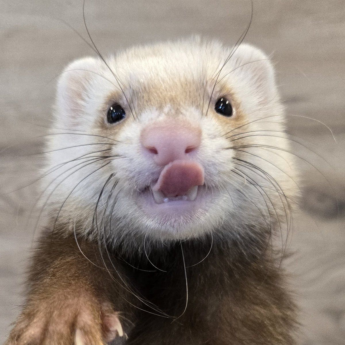 Cinnamon Adult Jill Female Ferret Stock Photo - Image of ferret, hair:  149900462, image size:1200x1200