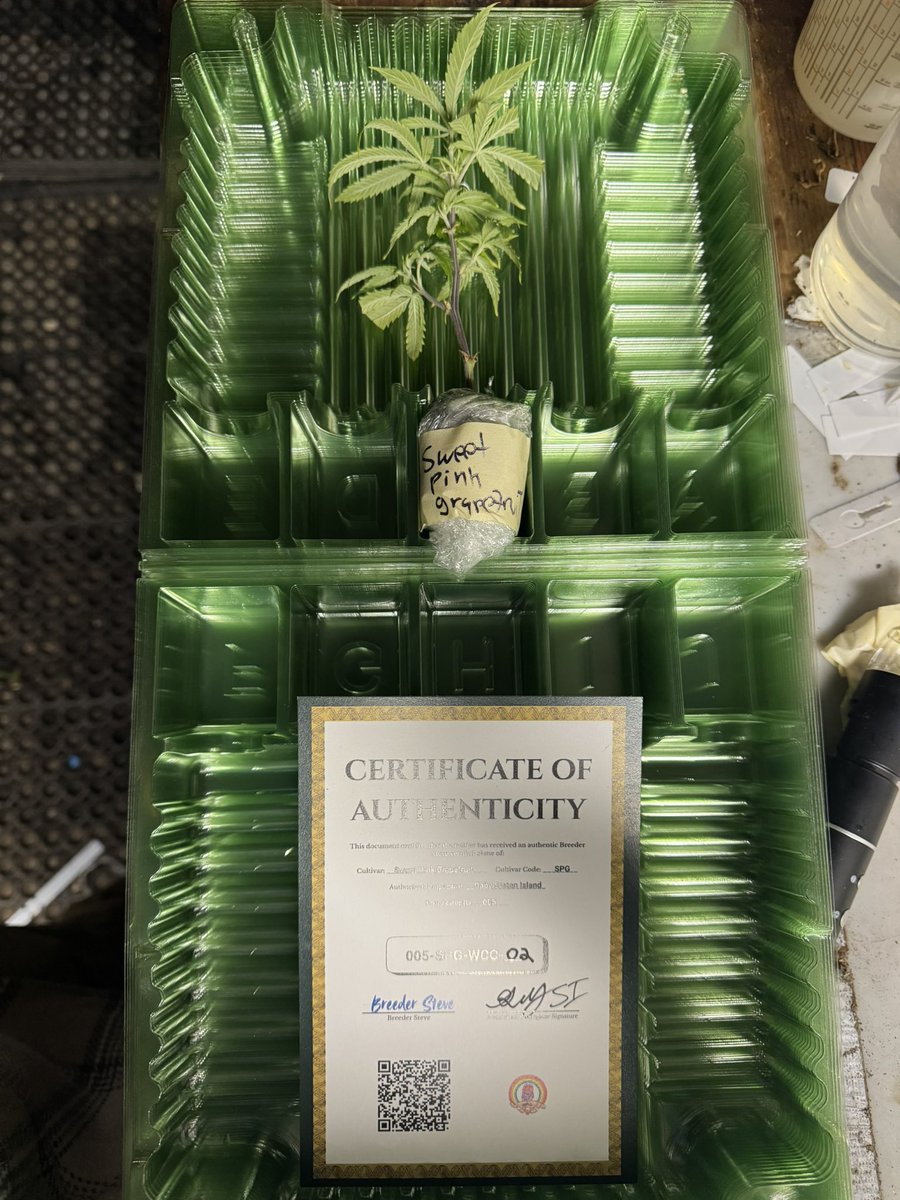 Gaby SI Clones tweet media