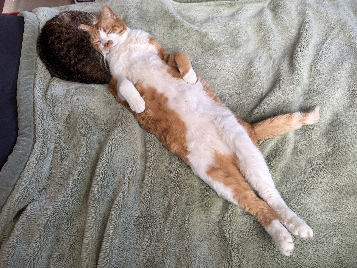 #今年も残りわずかなので今年一番伸びた写真を貼る

こちらの猫を枕にして寝る猫の写真になります。我が目を疑いました。