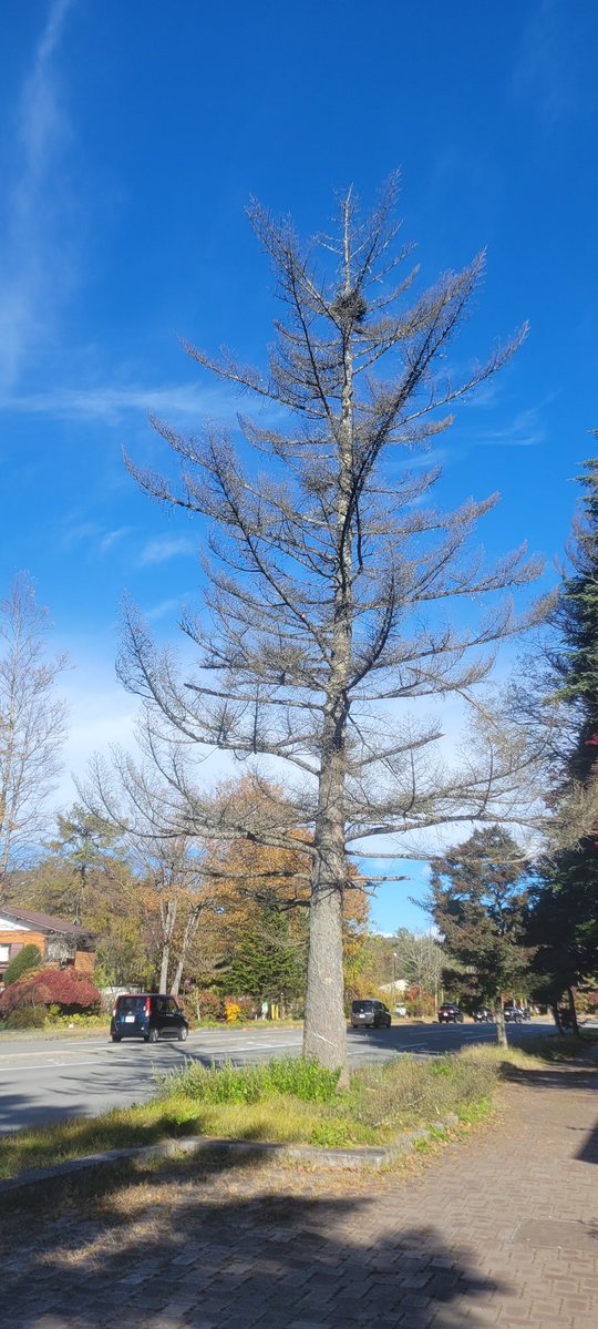 hirokawamarin ここはブリンス通り、モミの木が何本が死んでいる。夏