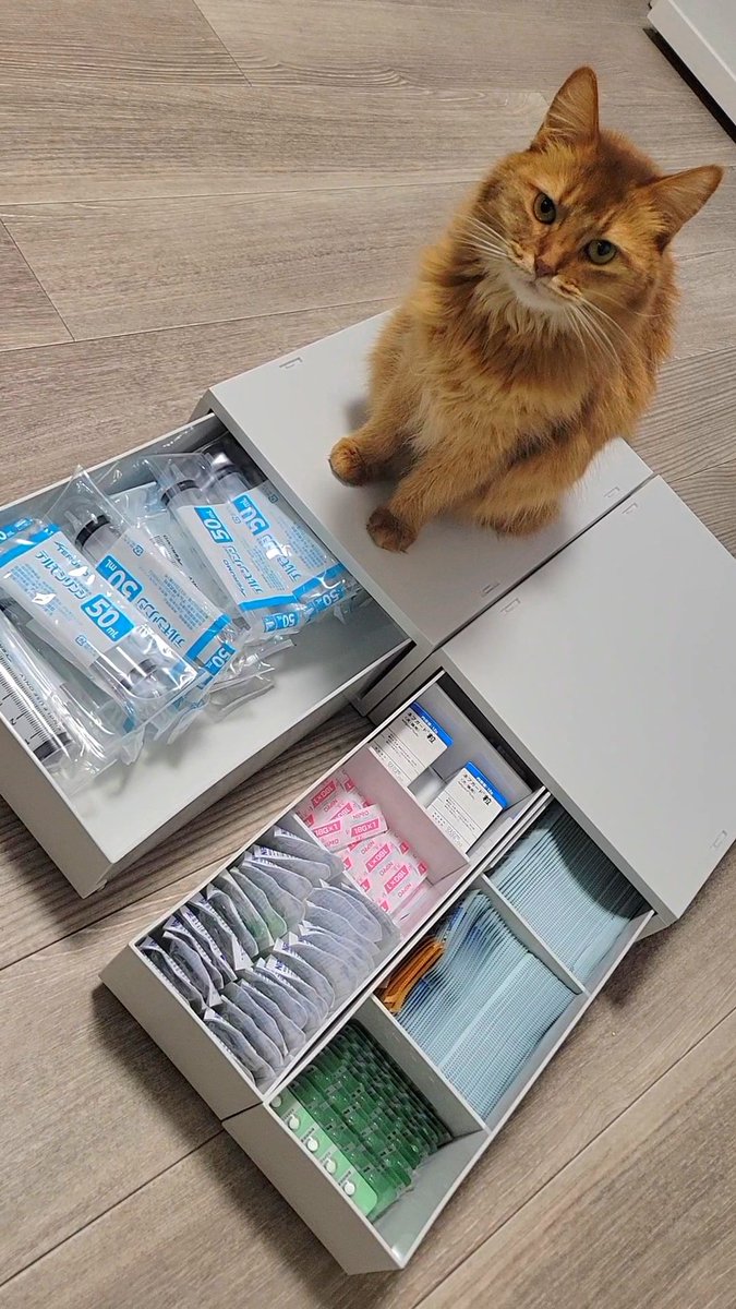 しぴこめᓚᘏᗢ (@chipie0826) / Highlights / X