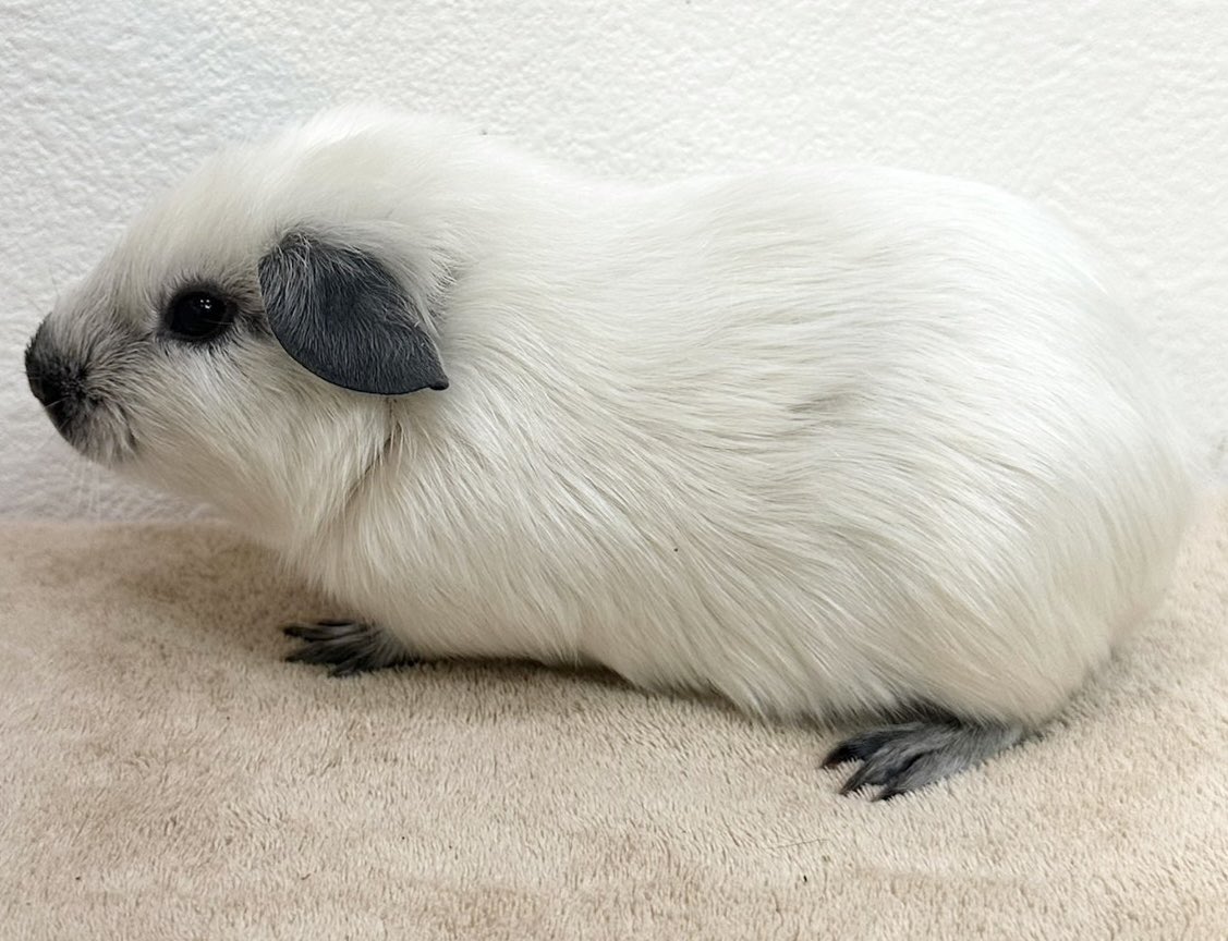 Small Animal Cafeふわり tweet media
