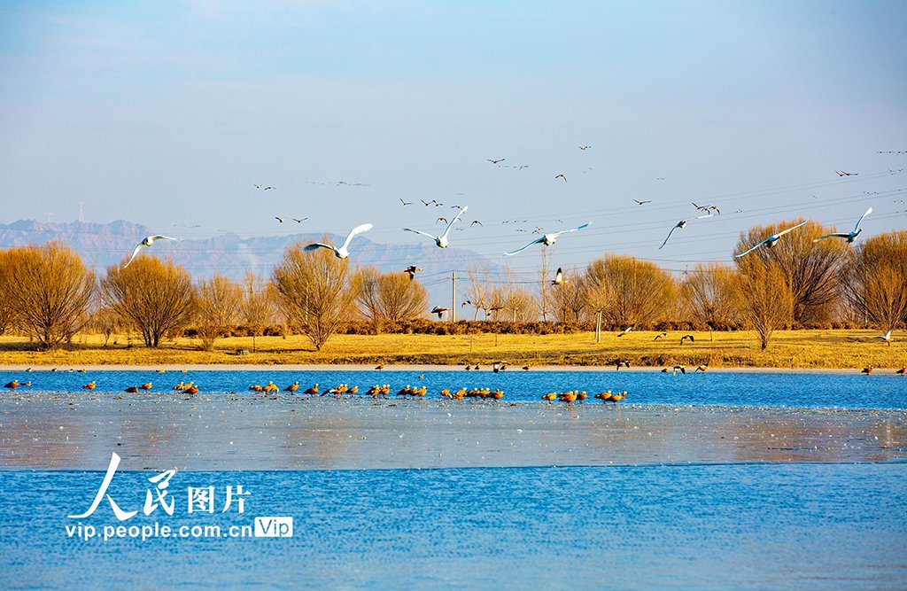 PDChinese's tweet photo. 【甘肅張掖：越冬天鵝舞翩躚】12月7日，甘肅省張掖國家濕地公園，越冬的大天鵝游弋、覓食、飛舞，構成冬日濕地的迷人景緻。 https://t.co/KPjfztc2Zb