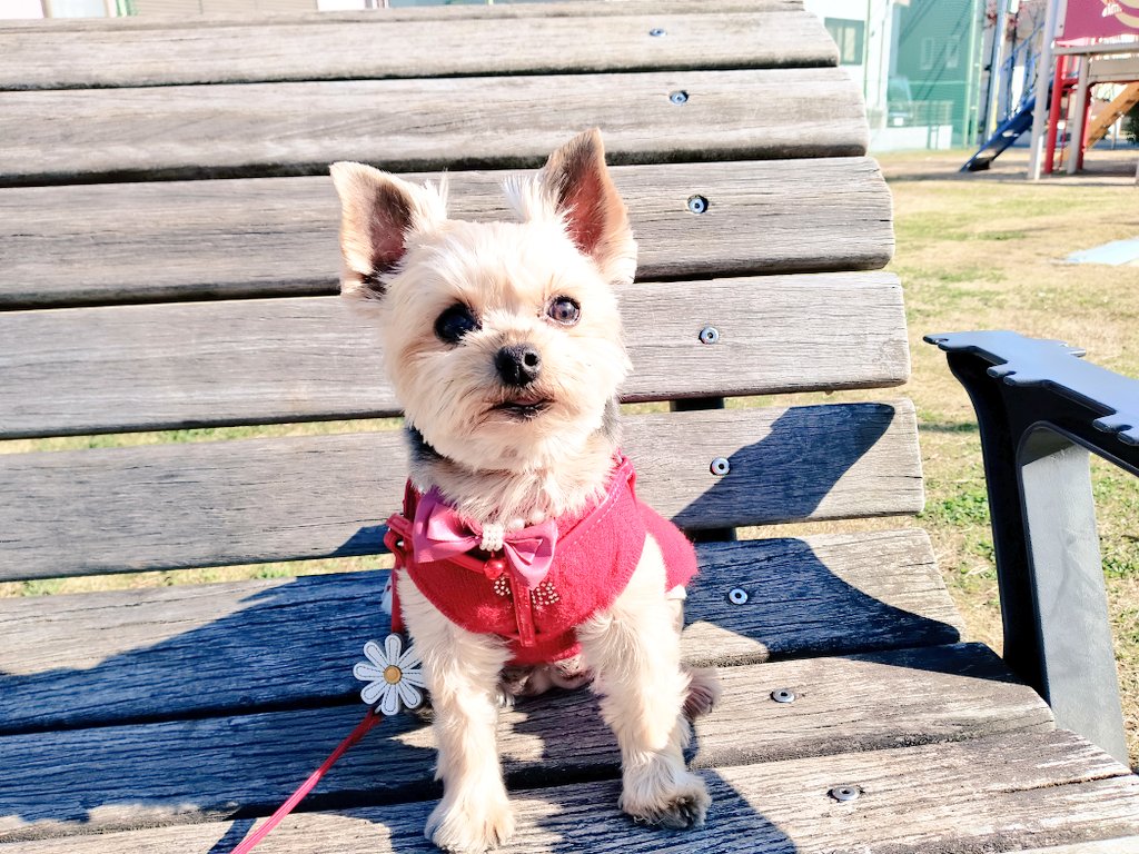 こんばんは☀️☺️🐶
暖かい日差しの中 昼んぽ
に行って来ました𓂃𓈒🐕
お疲れ様です◡̈⃝˖*
ありがとうございます
   (❁ᴗ͈ˬᴗ͈)ﾍﾟｺﾘ｡:.ﾟஐ⋆*
今週もよろしく
      お願いします🐶🙇🏻‍♀️´-
 #ヨークシャーテリア 
 #犬のいる暮らし